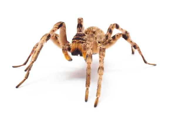 Spinne isoliert — Stockfoto