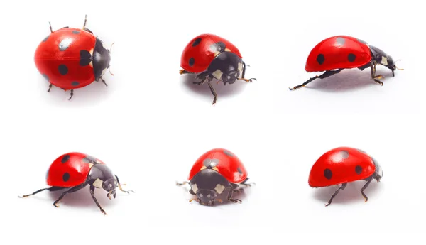 Ladybug isolated — Stock Photo, Image