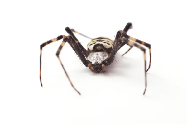 고립 된 거미 — 스톡 사진
