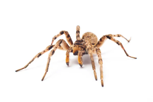 Pavouk izolovaný na bílém — Stock fotografie