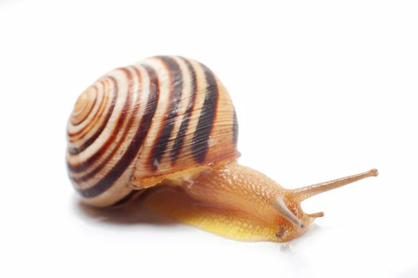 Slak shell geïsoleerd — Stockfoto