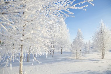 karlı ağaç parkta. kış doğa