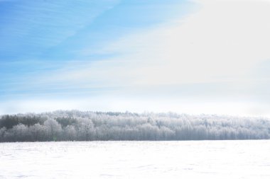 karlı ağaçların kış manzara.