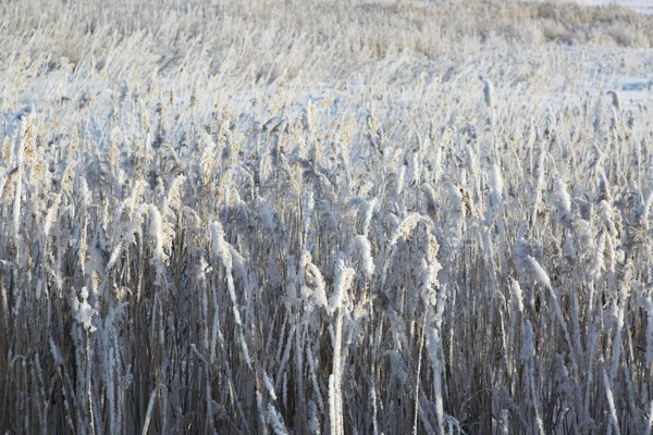 Gräset i frosten. — Stockfoto