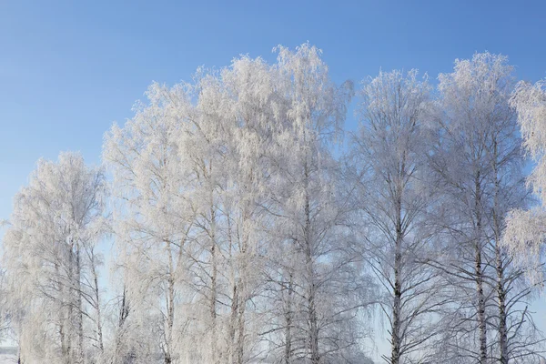 Berkenbos in de winter — Stockfoto