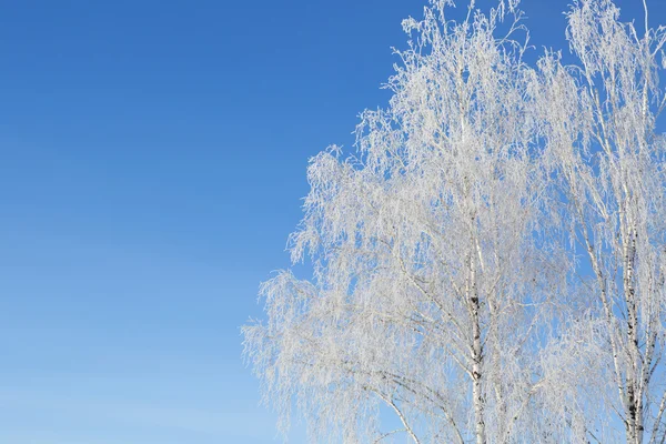 Forêt de bouleaux en hiver — Photo