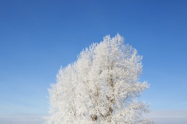 Kışın huş ağacı