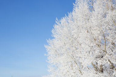 Kar altında kış parkı