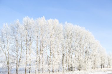 Kar altında kış parkı