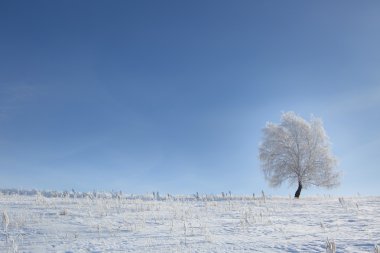 Ağaç bir alan kışın karda