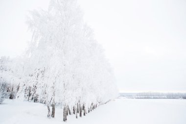 Hoarfrost ile kaplı huş ağacı dalları