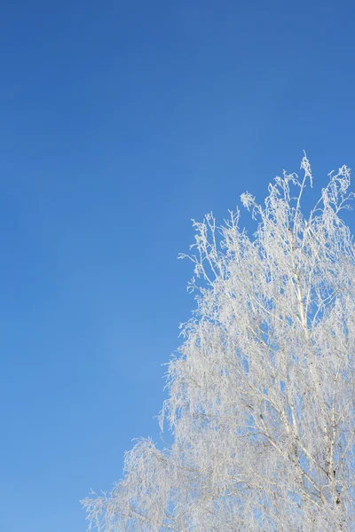 Paysage hivernal avec des arbres enneigés . — Photo
