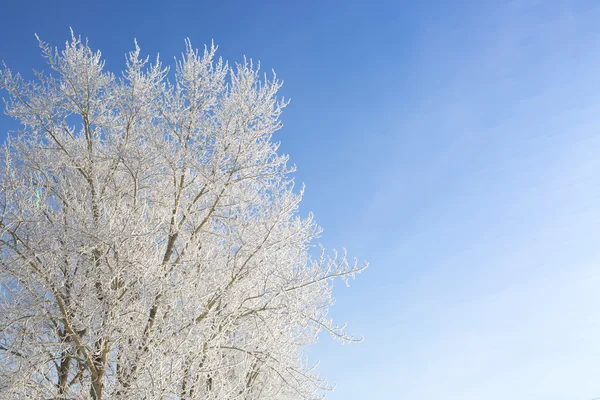 Branche d'arbre couverte de neige au coucher du soleil — Photo