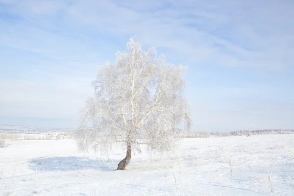 冷冻的树在冬天字段和蓝蓝的天空上 — 图库照片