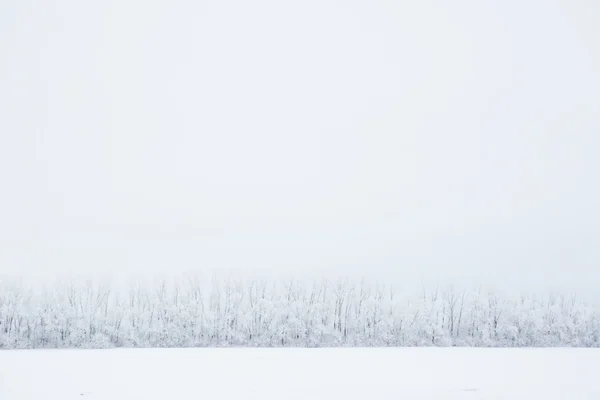 覆盖着白霜的桦树树枝 — 图库照片