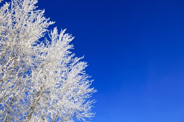 Mavi gökyüzü arka plan ağaç dallarda kar.