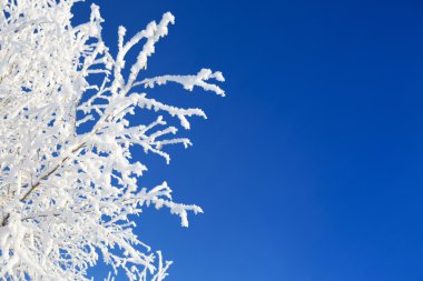 Hoarfrost arka plan mavi gökyüzü üzerinde bir ağaç dalı