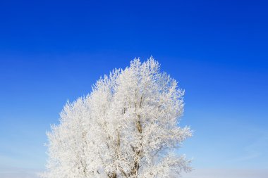 Manzara fotoğraf bir ağaçların taze karla kaplı