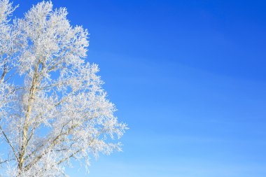 Mavi gökyüzüne karşı karda bir ağaç dalı