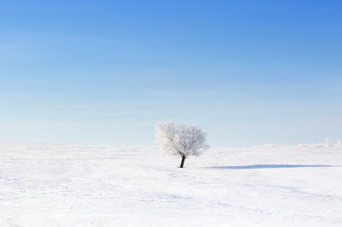 karlı kış alanında yalnız donmuş ağaç