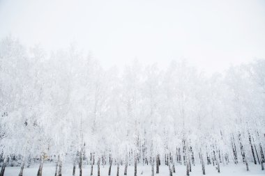 ağaç bir güneşli bir kış sabahı buzlu cam..