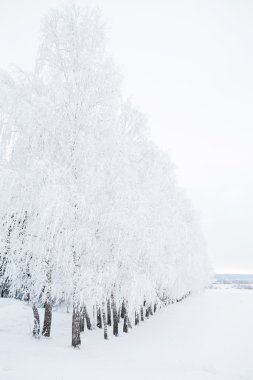 ağaç bir güneşli bir kış sabahı buzlu cam..