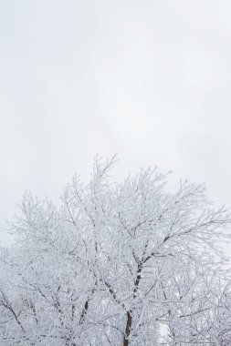 ağaç bir güneşli bir kış sabahı buzlu cam..