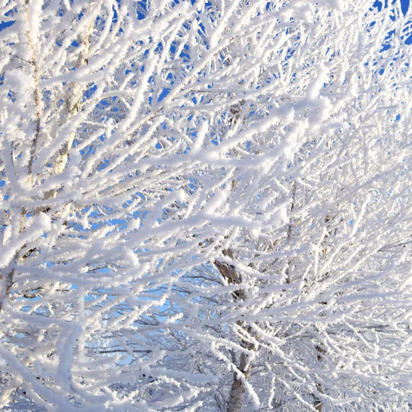 Branches de neige sur l'arbre à fond bleu ciel . — Photo