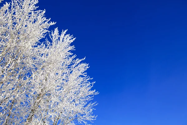 Branches de neige sur l'arbre à fond bleu ciel . — Photo