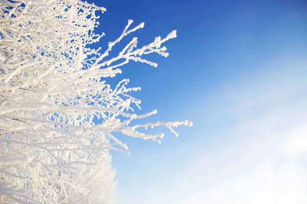 Saule dans le gel gros plan sur fond de ciel bleu — Photo