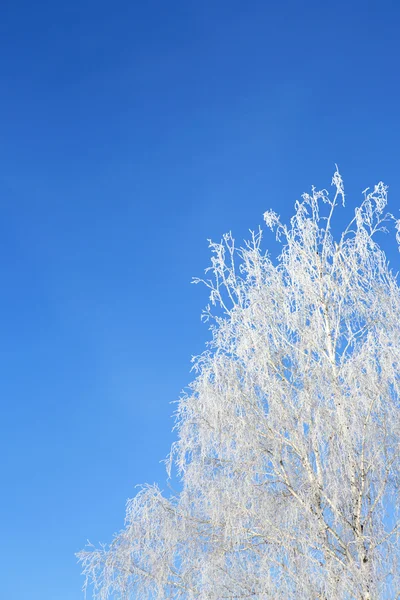 Bel hiver blanc enneigé avec neige sur les branches des arbres — Photo