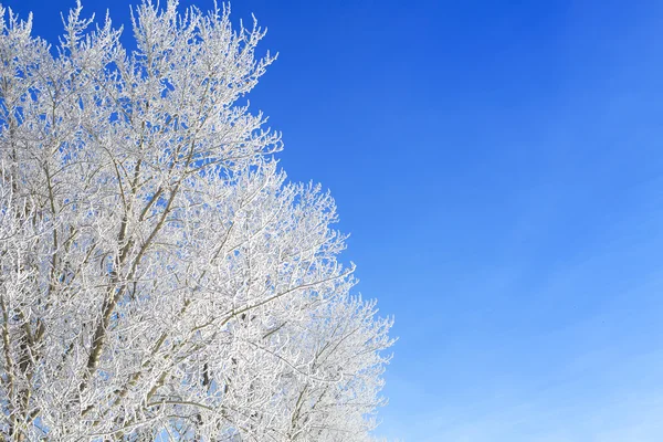 Cadre hivernal. Arbres blancs gelés et ciel bleu . — Photo