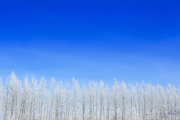 Landschap foto van een bomen bedekt met verse sneeuw — Stockfoto