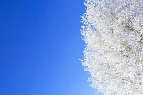 树枝上的霜冻 — 图库照片
