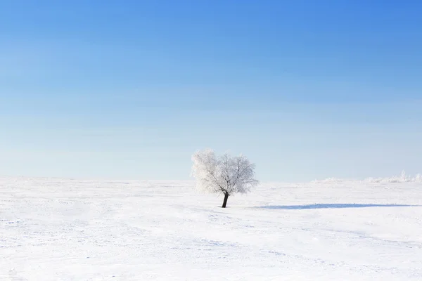Karlı kış alanında yalnız donmuş ağaç — Stok fotoğraf