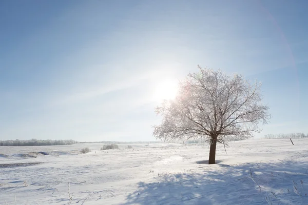 Vinterlandskap med ensamma träd- och snö — Stockfoto