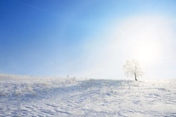 Yalnız ağaç ve kar alanı ile kış manzarası — Stok fotoğraf
