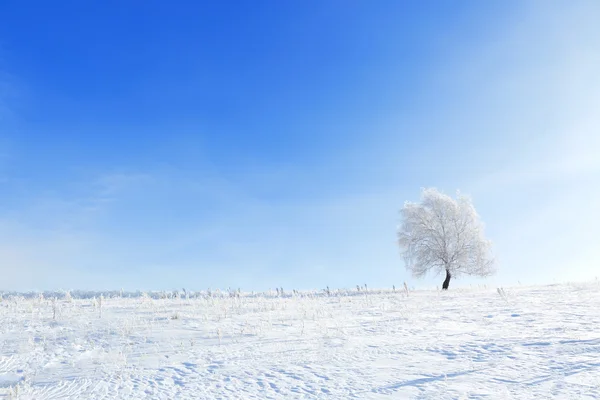Winterlandschap met eenzame boom en sneeuw veld — Stockfoto