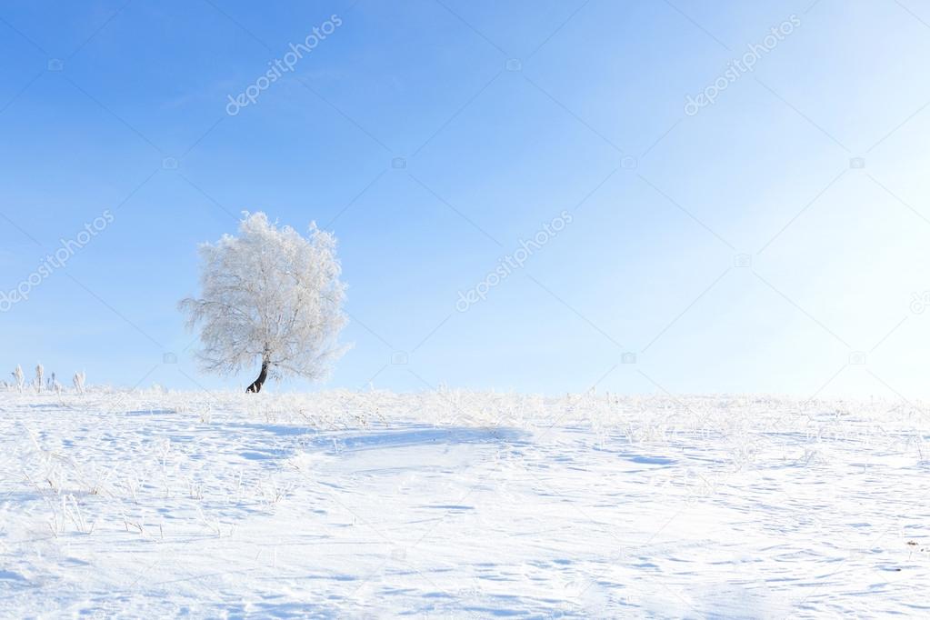 Winter tree. Alone frozen tree in winter snowy field.