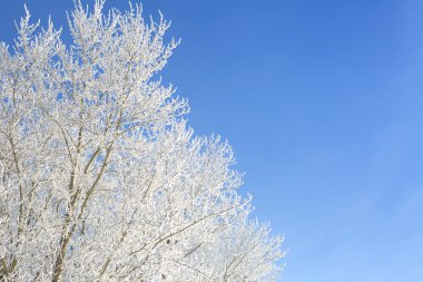 Hoarfrost arka plan mavi gökyüzü üzerinde bir ağaç dalı