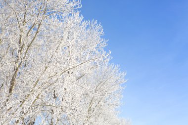 frost closeup mavi gökyüzü arka plan üzerinde söğüt ağacı