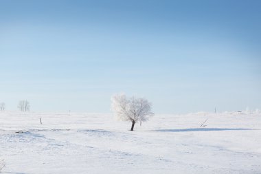 Kış ağaç. Kış karlı alanda yalnız donmuş ağaç. 