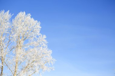 Kış çerçeve. Beyaz donmuş ağaçlar ve mavi gökyüzü.