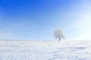 karlı kış alanında yalnız donmuş ağaç