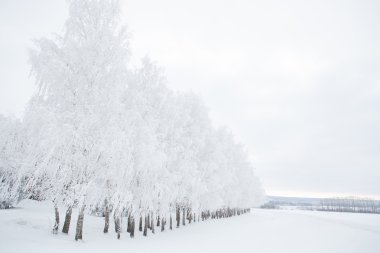 Kar altında kış parkı