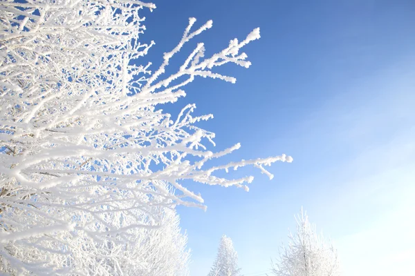 Branche d'un arbre dans le givre sur fond bleu ciel — Photo