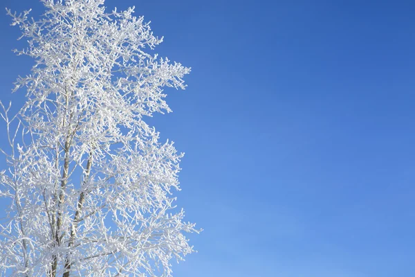 Branches de neige sur l'arbre à fond bleu ciel . — Photo