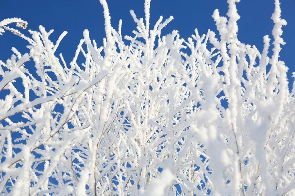 Gros plan des branches gelées et du ciel bleu . — Photo