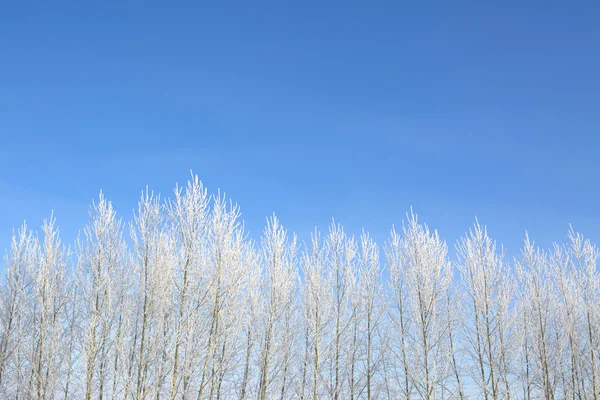 Bel hiver blanc enneigé avec neige sur les branches des arbres — Photo