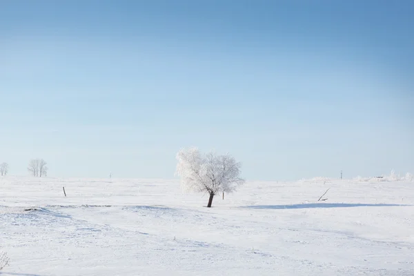 Vinter träd. Ensam frysta träd i vinter snöiga fältet. — Stockfoto